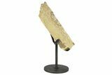 Fossil Hadrosaur Rib Section w/ Metal Stand - South Dakota #294779-2